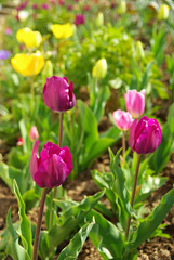 Tulipes