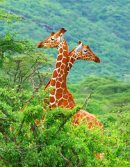 Family of giraffes