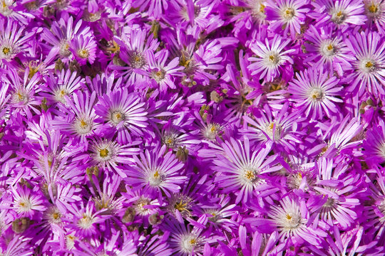 Plant Delosperma Purple Ice Plant (  Delosperma cooperi)
