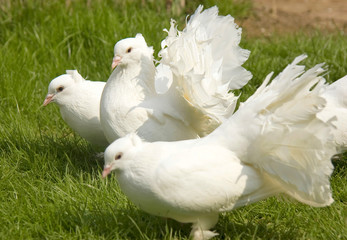 Drei weiße Tauben auf einer grünen Wiese