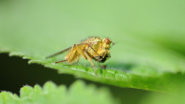 mosca gialla mangia mosca nera _ video