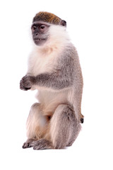 Vervet Monkey on the white background
