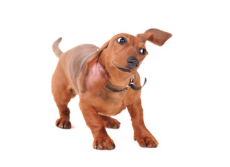 Portrait Of The dachshund Dog Isolated On White