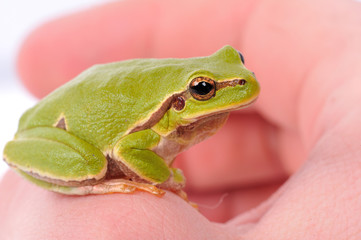 green tree frog sitting on the finger