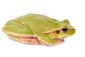 closeup green tree frog isolated on white background