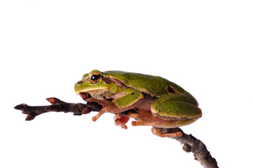 closeup green tree frog isolated on white background