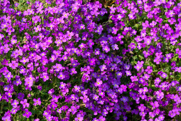 Fototapeta premium Purple phlox