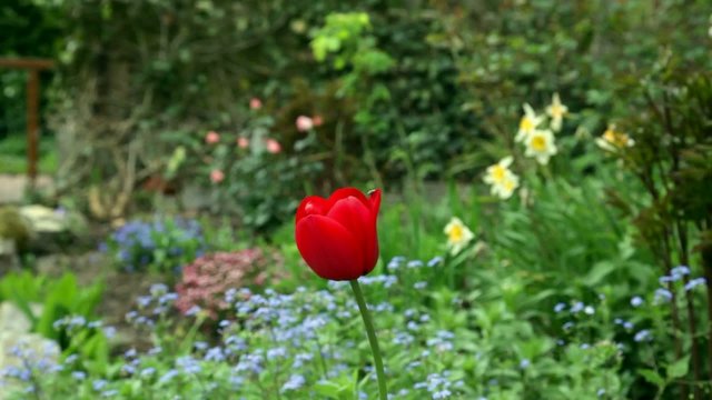 Frühling im Garten mit einer roten Tulpe