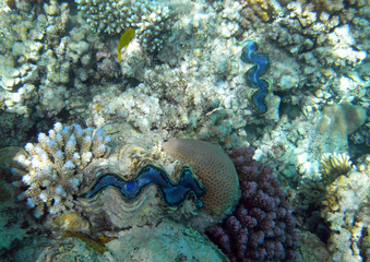 Muschel und Korallen