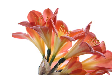 Clivia-5648