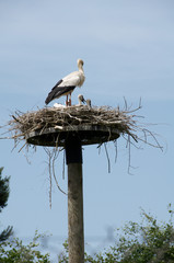 Stork and baby