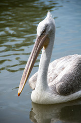 Pink-backed Pelican