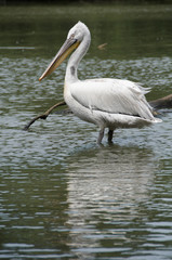 Pink-backed Pelican