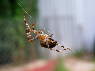Spider