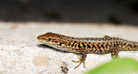 Lizzard on a wall