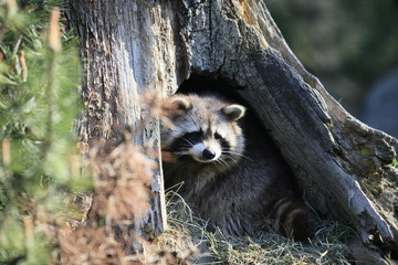 Waschbär