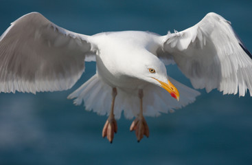 goéland oiseau mer océan bretagne aile plume orange voler