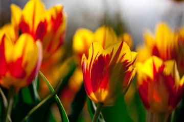 Yellowred tulips