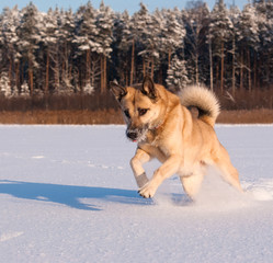 Jumping West Siberian Laika (Husky)