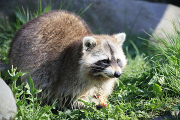 Waschbär