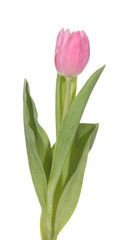 Tulip
