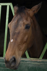 Fototapeta premium yegua