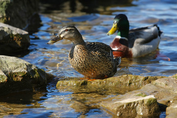 Mallard Duck Female