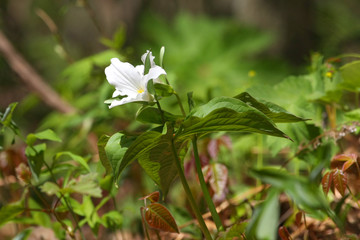 Obraz na płótnie Canvas Trillium Flower In Early Spring