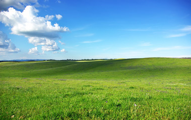 Obraz premium Green field at Portugal, Alentejo region.