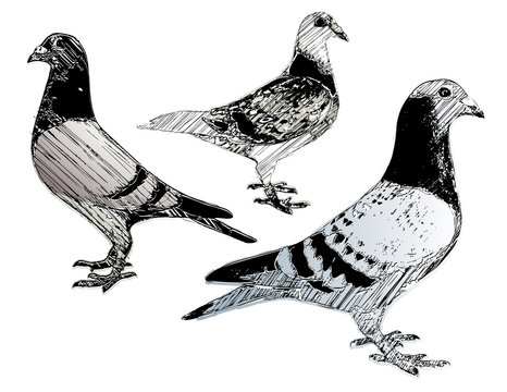 pigeons trio