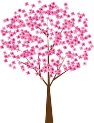 Fototapeta na wymiar cherry tree in blossom