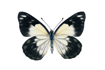 Obraz na płótnie Canvas Butterfly - Caper White, Belenois java
