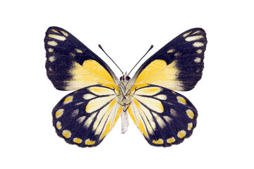 Fototapeta na wymiar Butterfly - Caper White, Belenois java