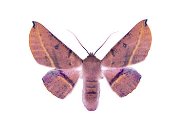 Pink Bellied Moth, Oenochroma vinaria