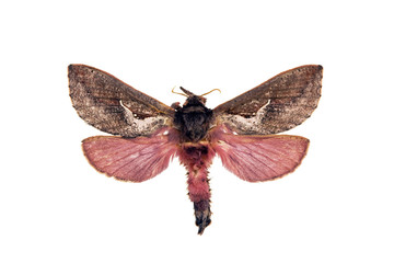 Ghost moth - Abantiades hyalinatus