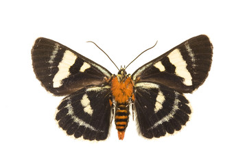 Fototapeta na wymiar Grapevine Moth, Phalaenoides glycinae