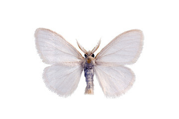 Fototapeta premium White Anthelidid Moth, Anthela callileuca