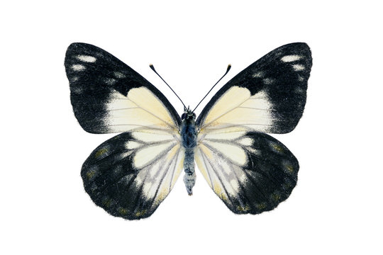 Butterfly - Caper White, Belenois java
