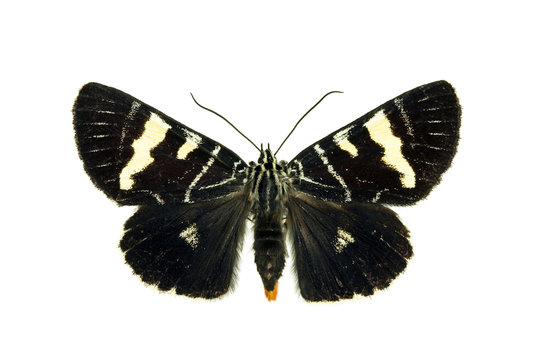 Grapevine Moth, Phalaenoides glycinae