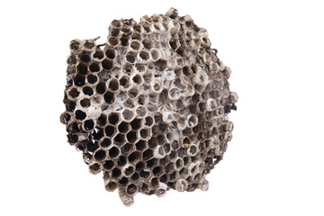 wild honeycomb