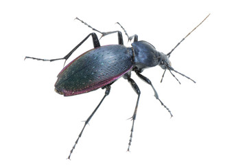 insect ground beetle