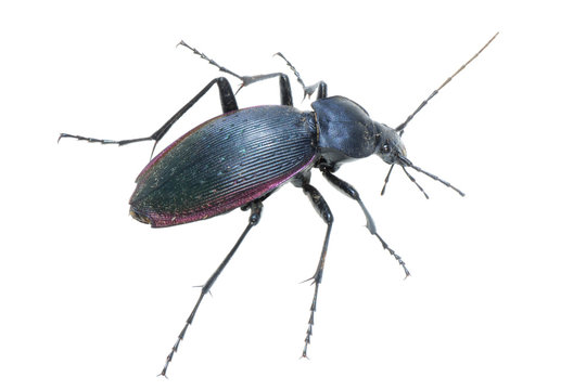 Insect Ground Beetle