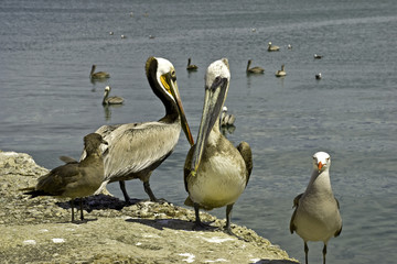 Pelicans and seagulls on the seashore