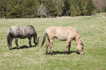 Obraz na płótnie Canvas pair of horses