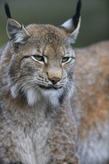 luchs