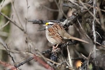 White Throated Sparrow