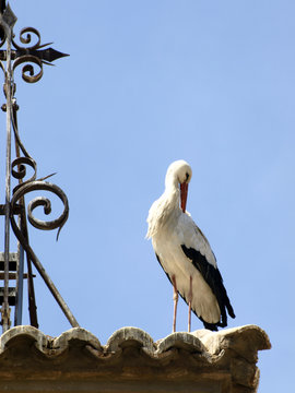 cigue&ntilde;as