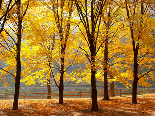 Fototapeta premium The colorful foliage landscape