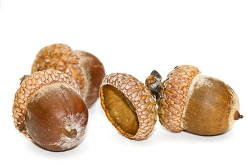 Acorns.