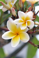 Fototapeta premium Frangipani